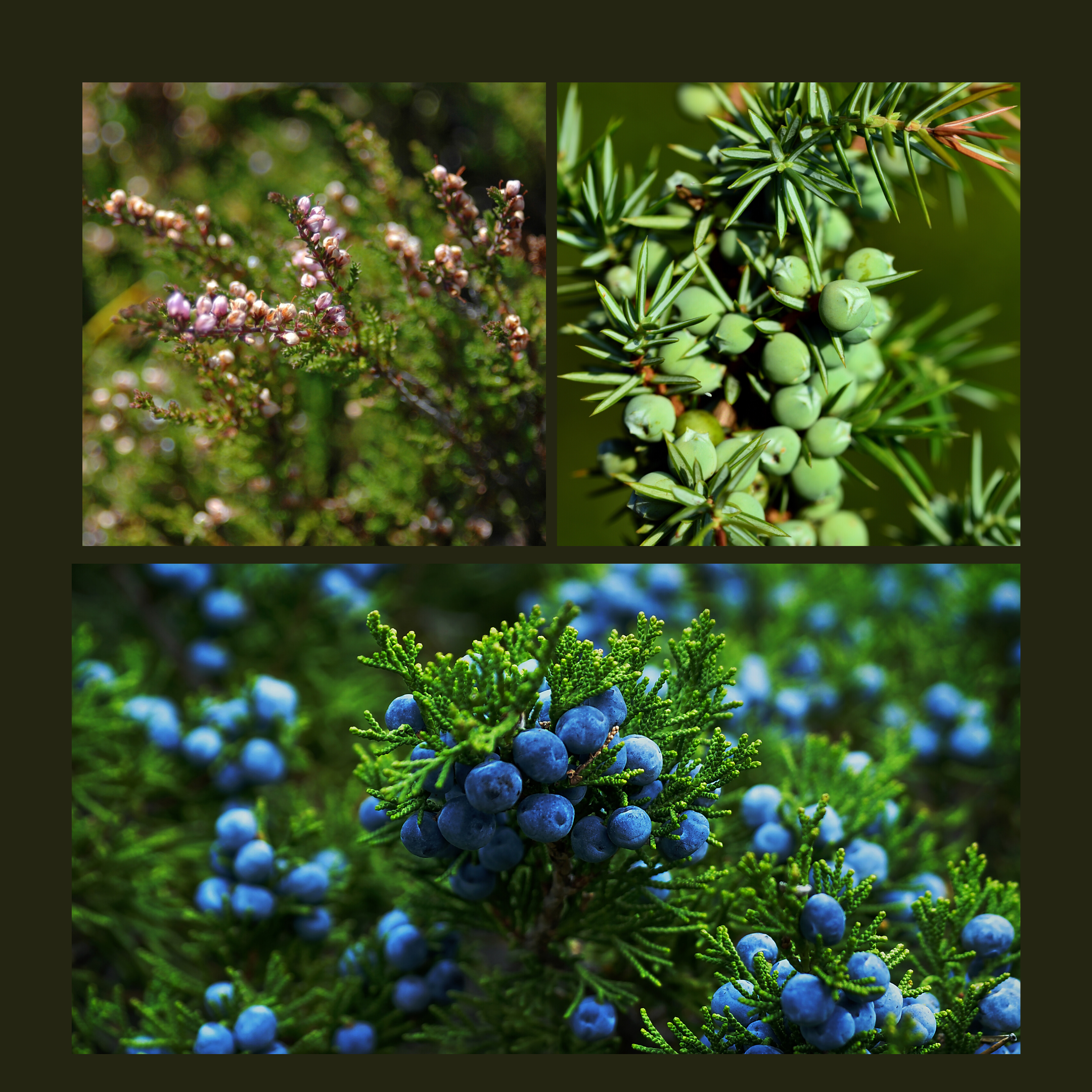 Juniper Berries- Ingredient Highlight - DAYSPA Body Basics Store